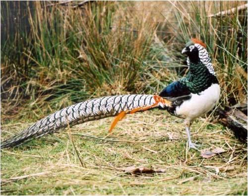 Amherst Pheasant
