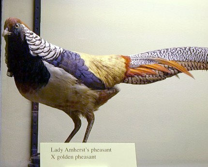 Hybrid Pheasant
