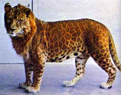 Leopon 01