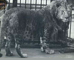 Leopon 02