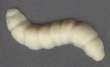 White Chocolate Maggot