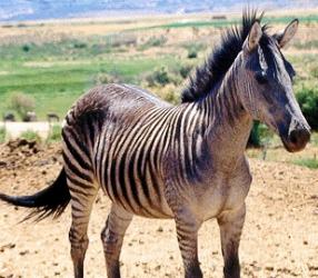 Zebroid 01