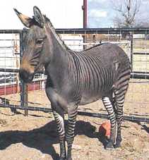 Zonkey 01
